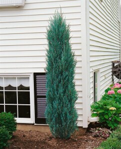 Juniperus scopulorum Blue Arrow 40-60