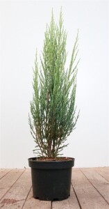 Juniperus scopulorum Blue Arrow C2 40-60