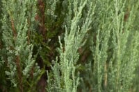 Juniperus scopulorum Blue Arrow 40-60