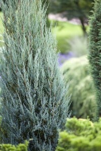 Juniperus scopulorum Blue Arrow kräftig 3xv mDb 150- 175 cm kräftig