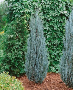 Juniperus scopulorum Blue Arrow kräftig 3xv mDb 150- 175 cm kräftig