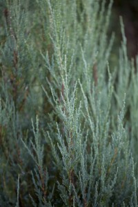 Juniperus scopulorum Blue Arrow kräftig 3xv mDb 150- 175 cm kräftig