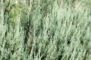 Juniperus scopulorum Blue Arrow kräftig 3xv mDb 150- 175 cm kräftig