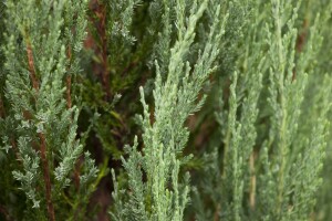 Juniperus scopulorum Blue Arrow kräftig 3xv mDb 150- 175 cm kräftig