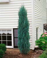 Juniperus scopulorum Blue Arrow kräftig 3xv mDb 150- 175 cm kräftig