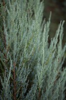 Juniperus scopulorum Blue Arrow kräftig 3xv mDb 150- 175 cm kräftig