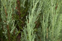 Juniperus scopulorum Blue Arrow kräftig 3xv mDb 150- 175 cm kräftig