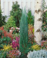 Juniperus scopulorum Blue Arrow kräftig 3xv mDb 150- 175 cm kräftig