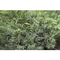 Juniperus squamata Meyeri mB 20-30