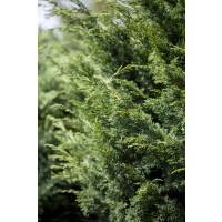 Juniperus virginiana Canaertii kräftig 4xv mDb 150-...