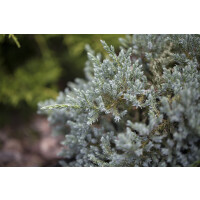 Juniperus virginiana Glauca C12 100-125
