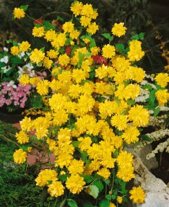 Kerria japonica 80- 100 cm