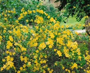 Kerria japonica 80- 100 cm