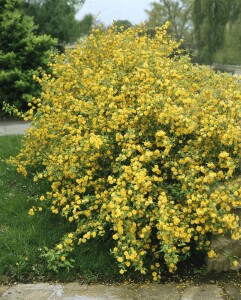 Kerria japonica 80- 100 cm