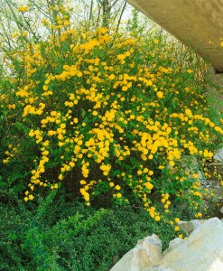 Kerria japonica 80- 100 cm