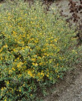 Kerria japonica 80- 100 cm