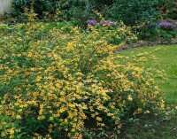 Kerria japonica 80- 100 cm