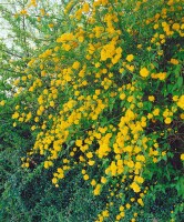 Kerria japonica 80- 100 cm