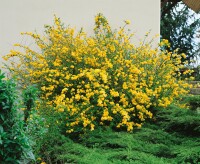 Kerria japonica 80- 100 cm