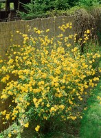 Kerria japonica 80- 100 cm