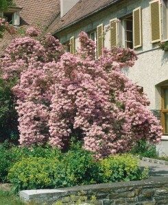 Kolkwitzia amabilis mb 150-175 cm kräftig