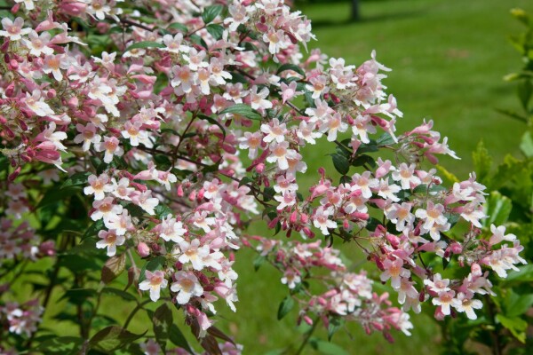 Kolkwitzia amabilis Pink Cloud 60- 100 cm