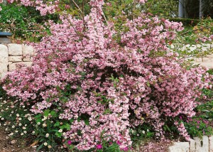 Kolkwitzia amabilis Pink Cloud 60- 100 cm