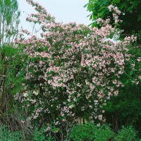 Kolkwitzia amabilis Pink Cloud 60- 100 cm