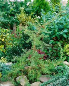 Larix kaempferi 60- 80 cm