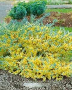 Larix kaempferi 60- 80 cm