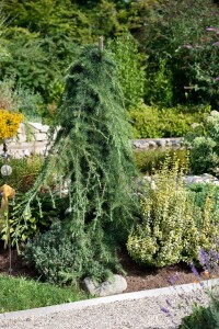 Larix kaempferi 60- 80 cm