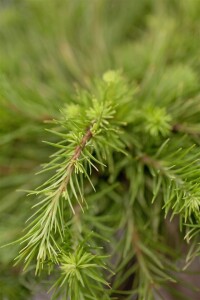 Larix kaempferi 60- 80 cm