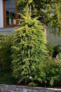 Larix kaempferi 60- 80 cm