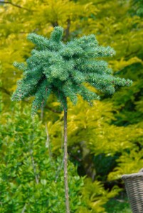 Larix kaempferi 60- 80 cm