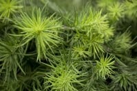 Larix kaempferi 60- 80 cm