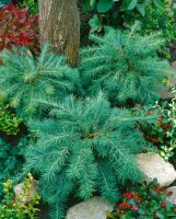 Larix kaempferi 60- 80 cm