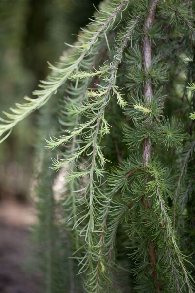 Larix kaempferi Stiff Weeper Stammhöhe 80 cm + Krone