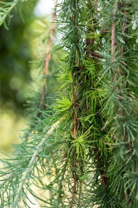 Larix kaempferi Stiff Weeper Stammhöhe 80 cm + Krone