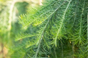 Larix kaempferi Stiff Weeper Stammhöhe 80 cm + Krone