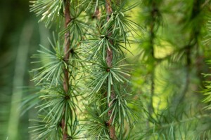 Larix kaempferi Stiff Weeper Stammhöhe 80 cm + Krone