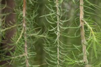 Larix kaempferi Stiff Weeper Stammhöhe 80 cm + Krone