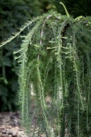 Larix kaempferi Stiff Weeper Stammhöhe 80 cm + Krone