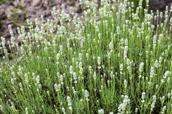 Lavandula angustifolia Arctic Snow