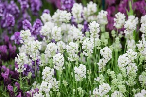 Lavandula angustifolia Arctic Snow