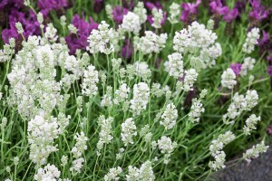 Lavandula angustifolia Arctic Snow