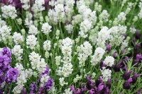 Lavandula angustifolia Arctic Snow