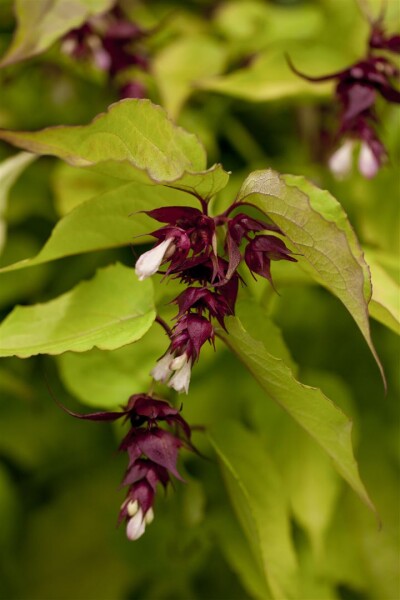 Leycesteria formosa Golden Lanterns 40- 60 cm