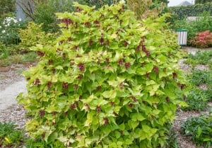 Leycesteria formosa Golden Lanterns 40- 60 cm