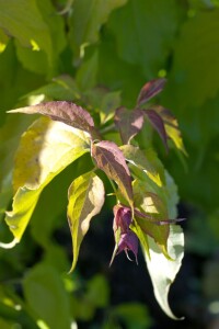 Leycesteria formosa Golden Lanterns 40- 60 cm