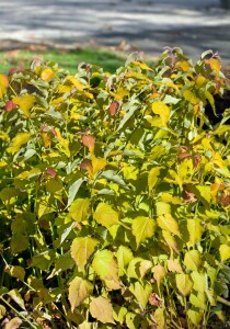 Leycesteria formosa Golden Lanterns 40- 60 cm